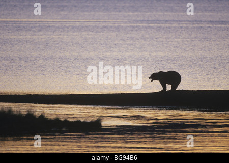 Kodiak Braunbär (Ursus Arctos Middendorffi), Erwachsene bei Sonnenuntergang, Katmai Nationalpark, Alaska, USA Stockfoto