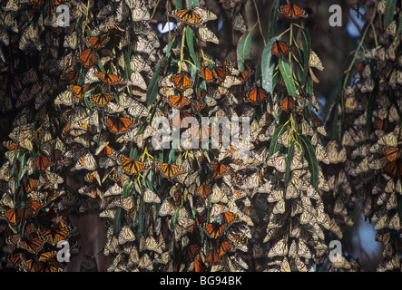 Monarch (Danaus Plexippus), Gruppe, Schlafplatz, Kalifornien, USA Stockfoto