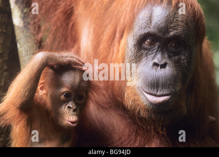 Sumatra-Orang-Utan (Pongo Abelii), Mutter mit jungen, Gunung Leuser Nationalpark, Sumatra, Indonesien, Asien Stockfoto