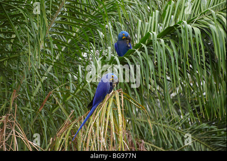 HYAZINTH-Aras, Anodorhynchus Hyacinthinus, PANTANAL, MATO GROSSO, Brasilien, Südamerika Stockfoto