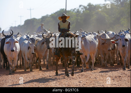 Rinder Herde, Pantanal, Mato Grosso, Brasilien, Südamerika ...