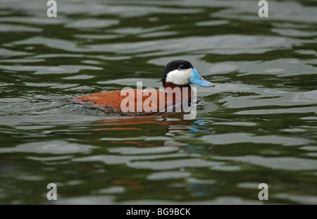 Ruddy Duck männlich in der Zucht Gefieder Stockfoto