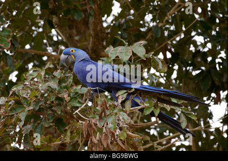 HYAZINTH-Ara, Anodorhynchus Hyacinthinus, PANTANAL, MATO GROSSO, Brasilien, Südamerika Stockfoto