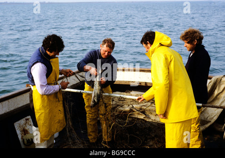 Vier Fischer ziehen Fische aus ihren Netzen Stockfoto