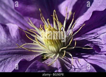 Nahaufnahme einer blauen Clematis-Blume Stockfoto