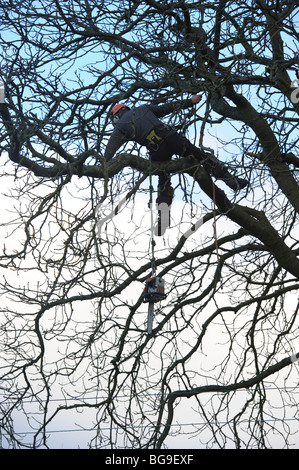 Baum Chirurg, baumzüchter, mit Hilfe einer Kettensäge, bei der Arbeit auf einen Baum Stockfoto