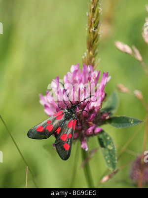 Ein fünf-Spot Burnet Motten (Zygaena Trifolii) auf einer Blume Rot-Klee (Trifolium Pratense) Stockfoto