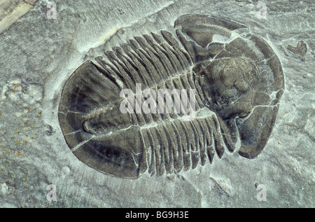 Trilobiten fossilen, Mitte Cambrian Periode, 500 Millionen Jahre alten, Elrathis Kingi, Antelope Springs Steinbruch, Utah, USA Stockfoto