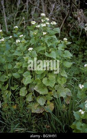 Jack von der Hecke oder Knoblauchsrauke (Alliaria Petiolata) Blütenpflanzen