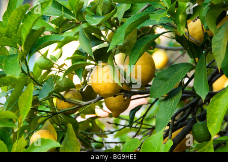 Zitronen in Riomaggire, Cinque Terre, Ligurien, Italien Stockfoto