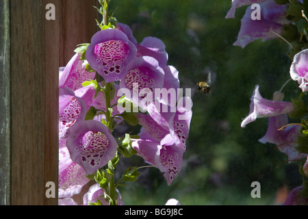 Eine Biene sammelt Nektar aus einer Blume Fingerhut. Stockfoto