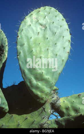 Geschwollene flach stacheligen Stamm von einem Kaktus (Opuntia Ficus Indica) Marokko, Nordafrika Stockfoto