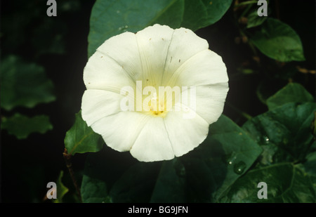 Stärkere Winde (Calystegia Sepium) Blume Stockfoto