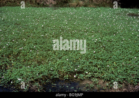 Wasser Prunkwinde (Ipomoea Aquatica) Blüte, Luzon, Philippinen Stockfoto