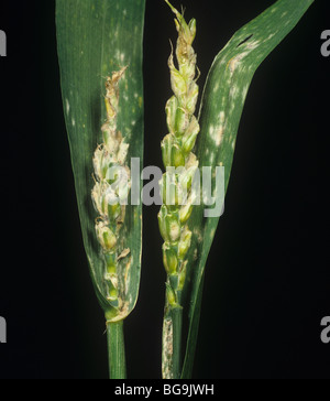 Mehltau (Erysiphe graminis f.sp. Tritici) hat die Ohr- und Flaggenblattinfektion an Weizenpflanzen abgebrochen Stockfoto