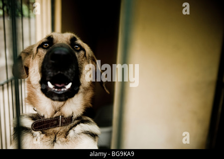 Ausdruck eines Hundes in einem Käfig in einem Rescue center Stockfoto