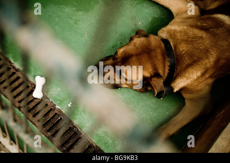 Hund auf dem Boden in einem Käfig in einem Rettungszentrum mit einem kleinen Knochen vor ihm. Stockfoto