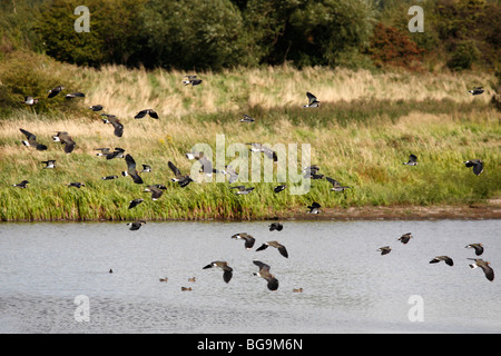 Schwärme von Kiebitze (Vanellus Vanellus), alten Moor RSPB Reserve, Barnsley, South Yorkshire, August 2009 Stockfoto