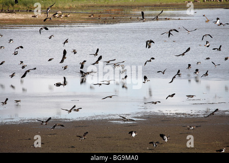 Schwärme von Kiebitze (Vanellus Vanellus), alten Moor RSPB Reserve, Barnsley, South Yorkshire, August 2009 Stockfoto