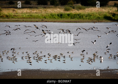 Schwärme von Kiebitze (Vanellus Vanellus), alten Moor RSPB Reserve, Barnsley, South Yorkshire, August 2009 Stockfoto