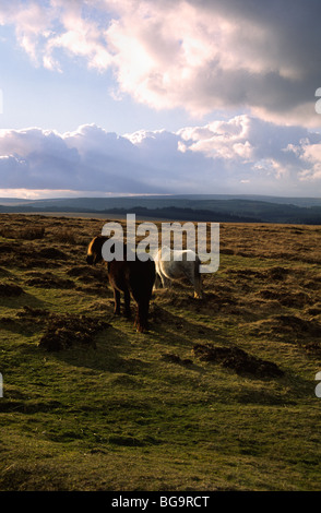 Zwei Dartmoor Ponys öffnen Landschaft Stockfoto