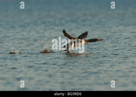 Sterntaucher (Gavia Stellata) flüchten, Oulu, Finnland Stockfoto