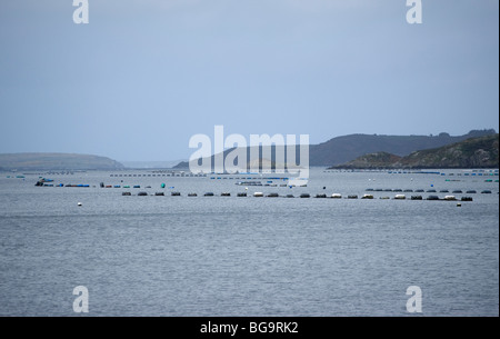 Muschelzucht, tosenden Wasser Bay, West Cork, Irland Stockfoto