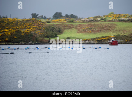 Muschelzucht, tosenden Wasser Bay, West Cork, Irland Stockfoto