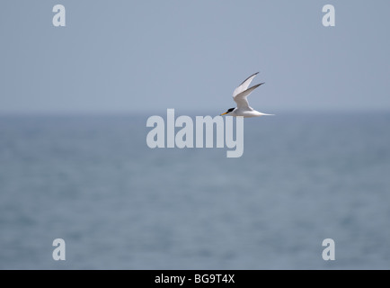 Wenig Tern (Sternula Albifrons), County Wicklow, Irland Stockfoto