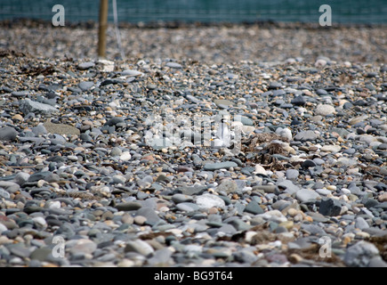 Wenig Tern (Sternula Albifrons), County Wicklow, Irland Stockfoto