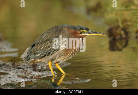 Grün Reiher auf der Suche nach Nahrung Stockfoto