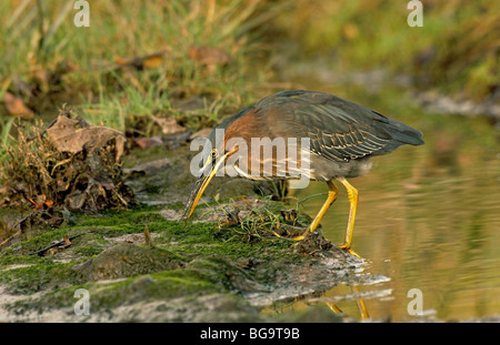 Grün Reiher auf der Suche nach Nahrung Stockfoto