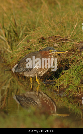 Grün Reiher auf der Suche nach Nahrung Stockfoto