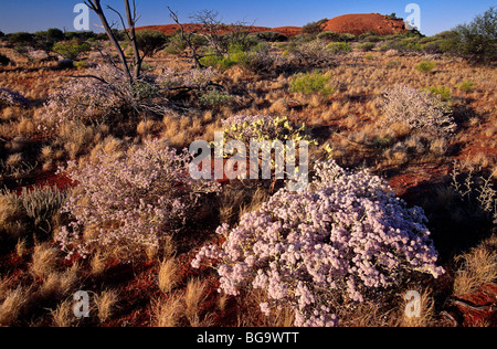 Frühling Wildblumen malerischen outback Australien Stockfoto