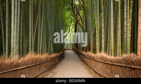Pfad und Bambus Hain, Arashiyama Bezirk, Kyoto, Japan Stockfoto