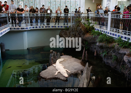 Amerikanische Albino Alligator, California Academy of Sciences, San Francisco, Kalifornien, USA Stockfoto