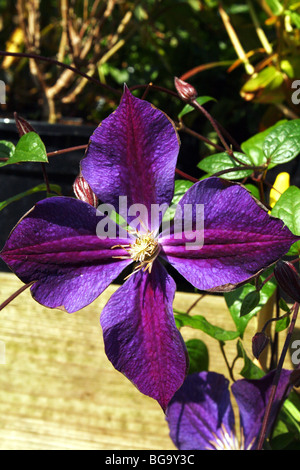 Klematis Lila Blume aka Reisende Freude Old Mans Bart Leder Flower Vase Rebe Familie Butterblume Blume im Makro-detail Stockfoto