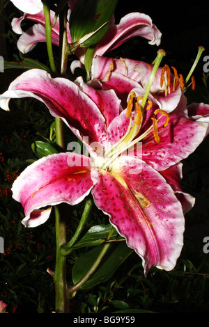 Familie der Liliengewächse Lilaceae rosa Blume Blüte in Makro Stockfoto