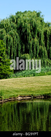 Weidenbaum spiegelt sich am Rand eines Teiches in einem groß panorama Stockfoto