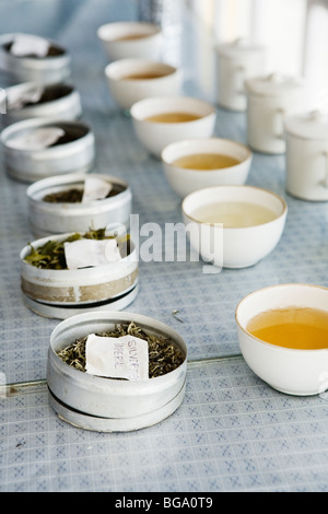 Tassen bereit für Tee Verkostung bei Makaibari Teeplantage, Darjeeling, Indien Stockfoto