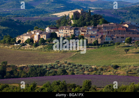 Frankreich, Alpes de Haute Provence, Entrevennes, Lavendelfeld Stockfoto