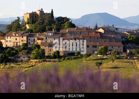 Frankreich, Alpes de Haute Provence, Entrevennes, Lavendelfeld Stockfoto