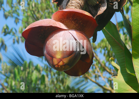 Ensete Superba, Kalluvazha Stockfoto