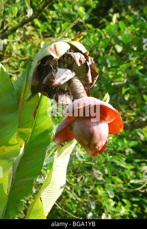 Ensete Superba, Kalluvazha Stockfoto