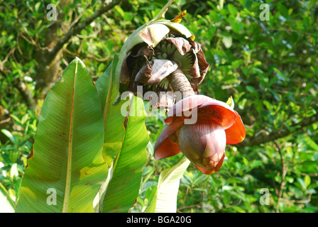 Ensete Superba, Kalluvazha Stockfoto