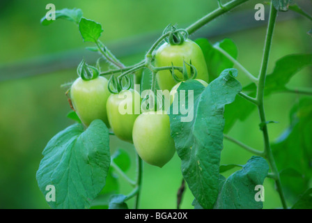 Tomatenpflanze Stockfoto