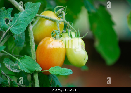 Tomatenpflanze Stockfoto
