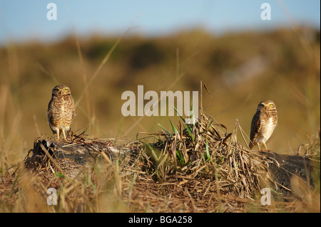ein paar Kanincheneule, Athene Cunicularia, MATO GROSSO, Brasilien, Südamerika Stockfoto