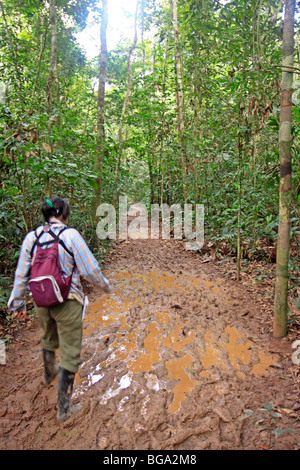 Reiseführer zu Fuß auf einem schlammigen Weg in der Nähe von Refugio Amazonas, Tambopata National Reserve, Amazonasgebiet, Peru, Südamerika Stockfoto