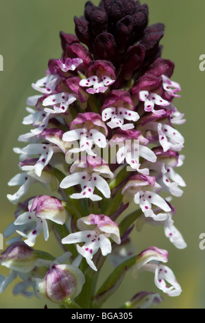 Verbrannte Orchidee (Neotinea Ustulata) Stockfoto